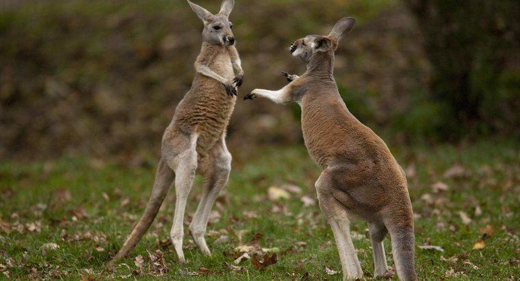 Comment s'appelle un kangourou mâle ?