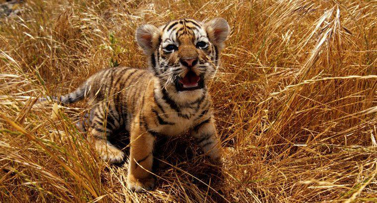 De quelle couleur les yeux des bébés tigres ont-ils ?
