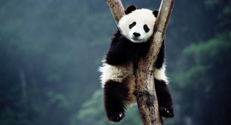 Pourquoi les pandas géants disparaissent-ils ?