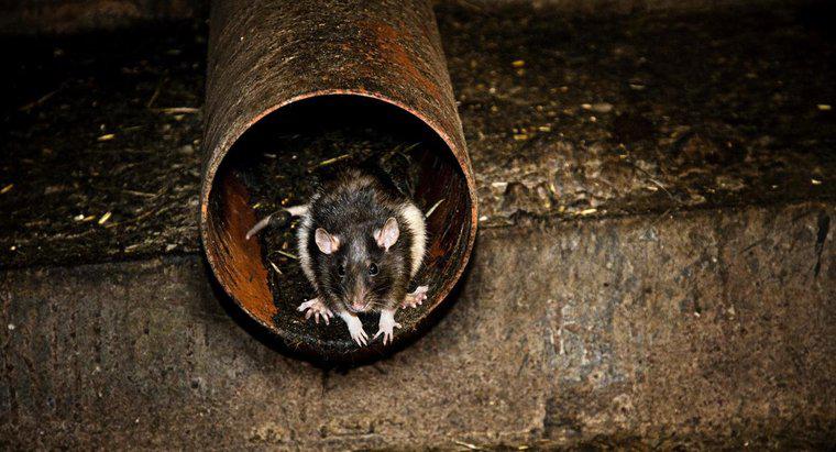 Pourquoi les rats sont-ils dangereux pour l'homme ?
