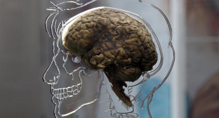 Quels sont les symptômes d'une lésion cérébrale ?
