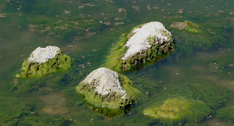 Quelles sont les principales caractéristiques des algues ?