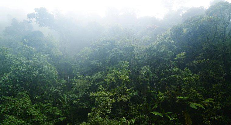 Quelles sont certaines caractéristiques des forêts tropicales humides?