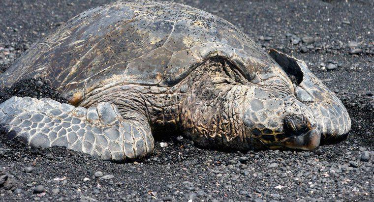 Quel âge a la plus vieille tortue de mer ?