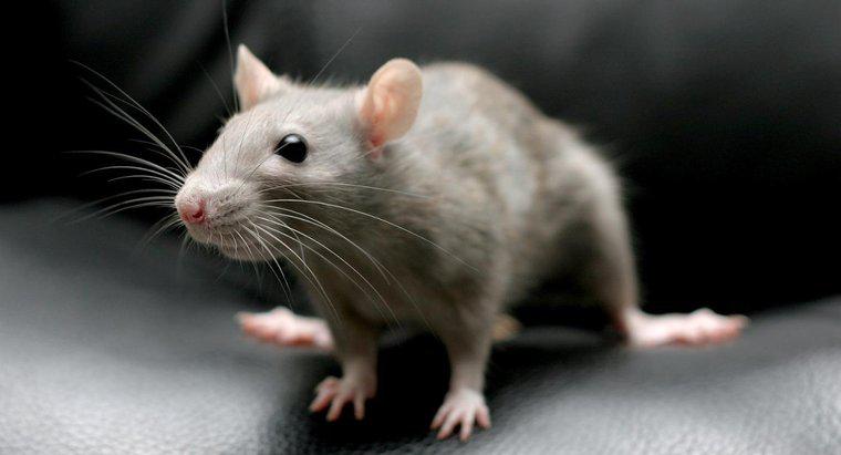 Pouvez-vous tuer des rats avec du bicarbonate de soude ?