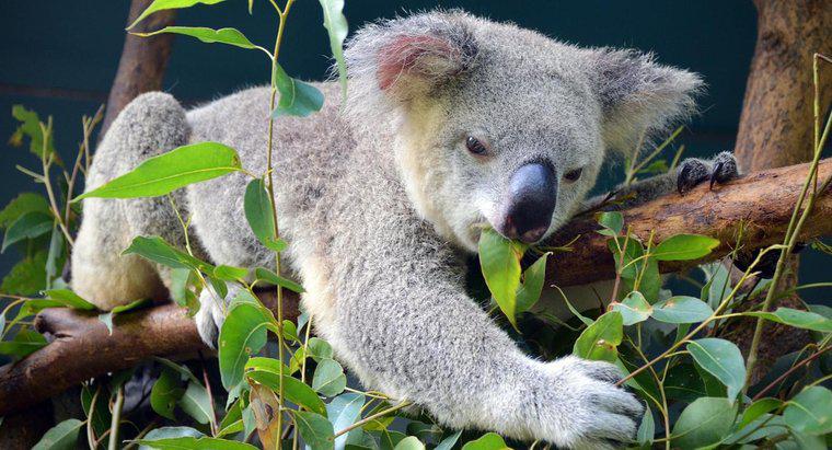 Les feuilles d'eucalyptus font-elles planer les koalas ?