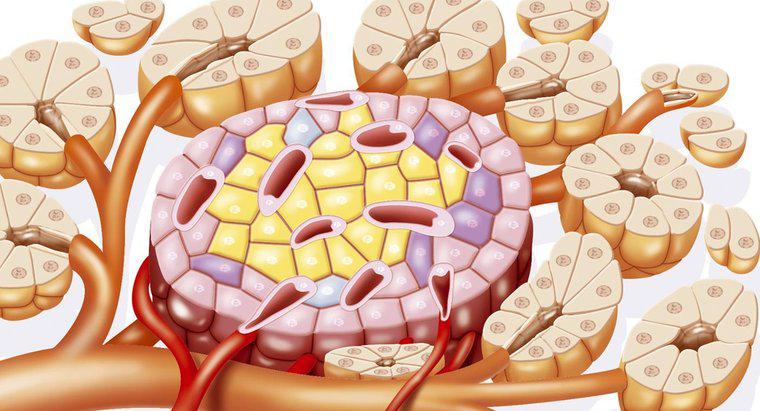 Comment les systèmes digestif et endocrinien fonctionnent-ils ensemble ?