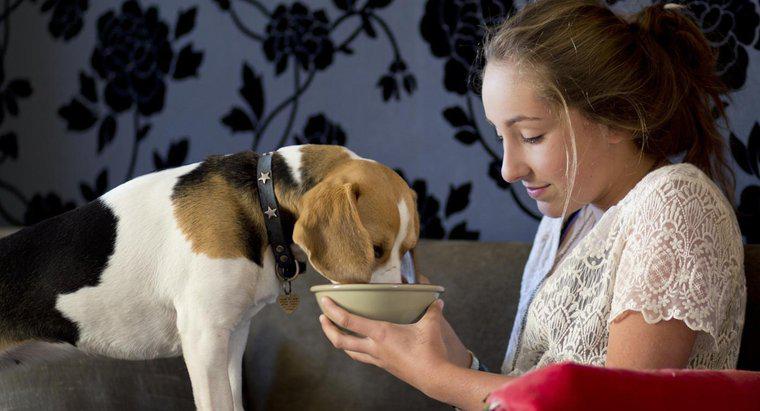 Combien de temps faut-il nourrir un chien après l'accouchement ?