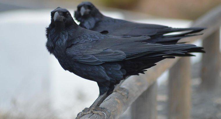 Que signifie voir un corbeau mort devant votre maison ?