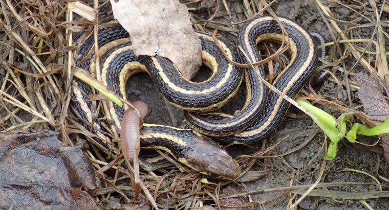 Comment les serpents donnent-ils naissance ?