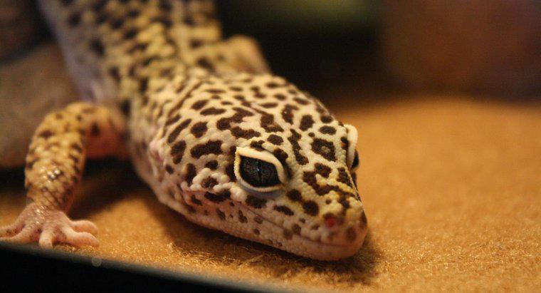Les geckos léopards peuvent-ils manger des fruits ?