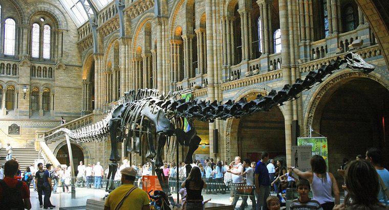 Quel était le dinosaure le plus long ?