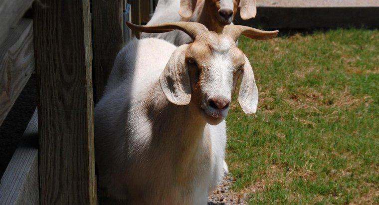 Quels sont les types communs de chèvres en Alabama ?