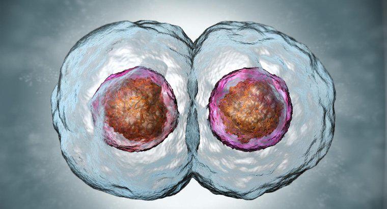 Comment les cellules filles se comparent-elles aux cellules mères ?
