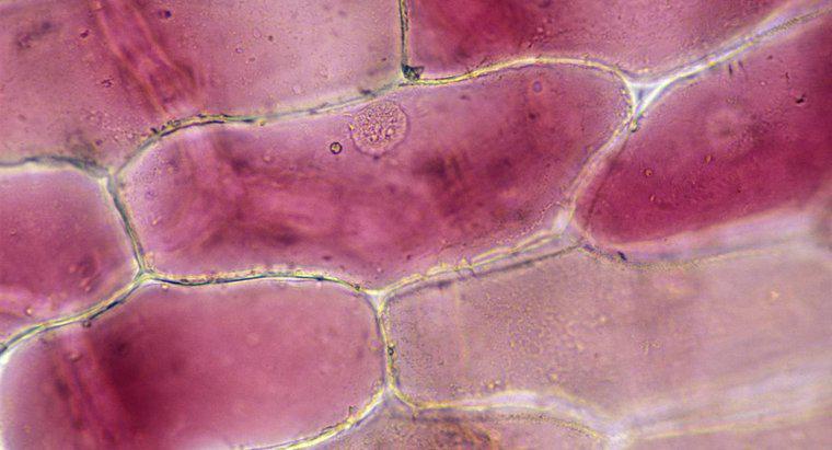 Quel effet l'iode a-t-il sur les cellules d'oignon?