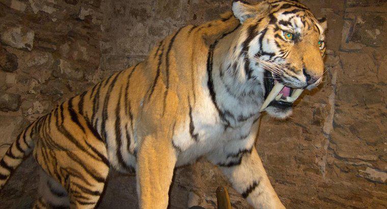 Où vivent les tigres à dents de sabre ?