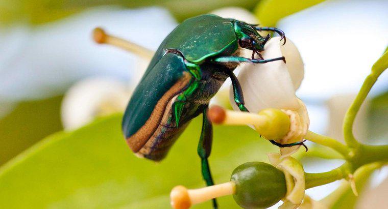 Combien de pattes a un scarabée ?