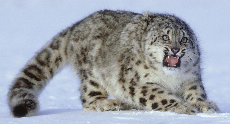 Un léopard des neiges peut-il être gardé comme animal de compagnie ?