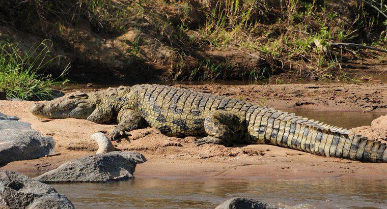 Où vivent les crocodiles ?