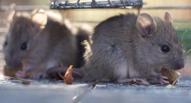 Les rats mangent-ils des souris ?