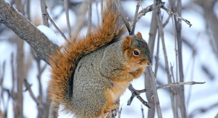 Où vont les écureuils en hiver ?