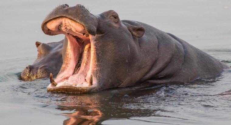 Les hippopotames mangent-ils de la viande ?