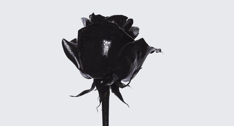 Quelle est la signification d'une rose noire ?