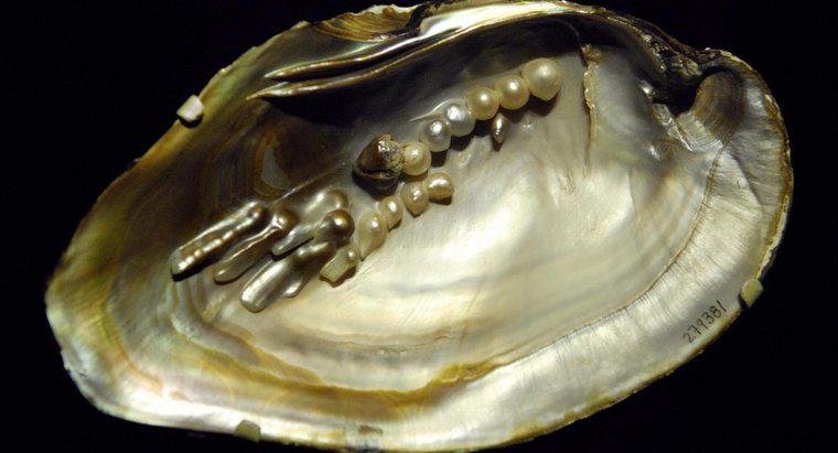 Que sont les perles Biwa ?