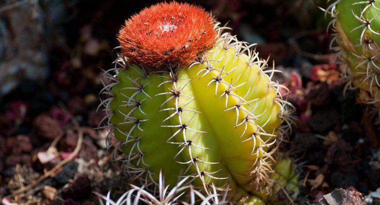 Quels sont les animaux qui mangent des cactus ?