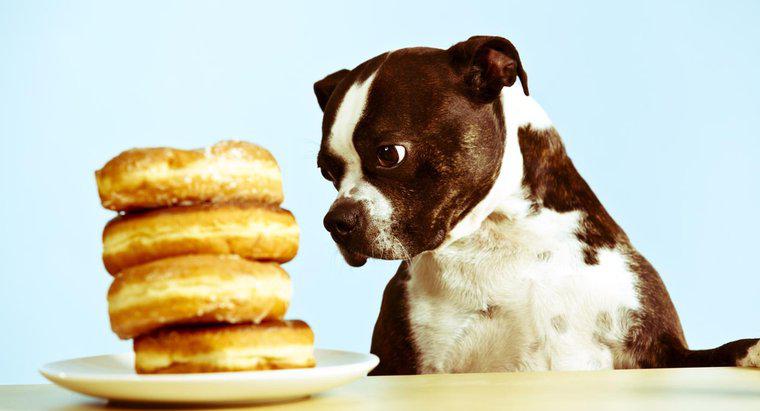 Les chiens peuvent-ils manger du sucre ?