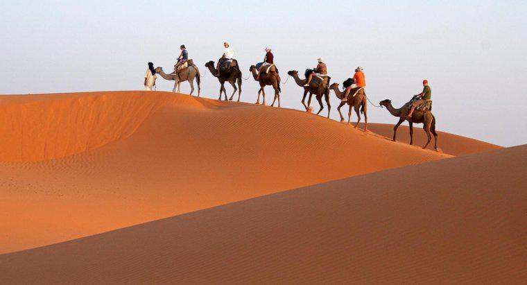 Pourquoi les chameaux sont-ils appelés navires du désert ?