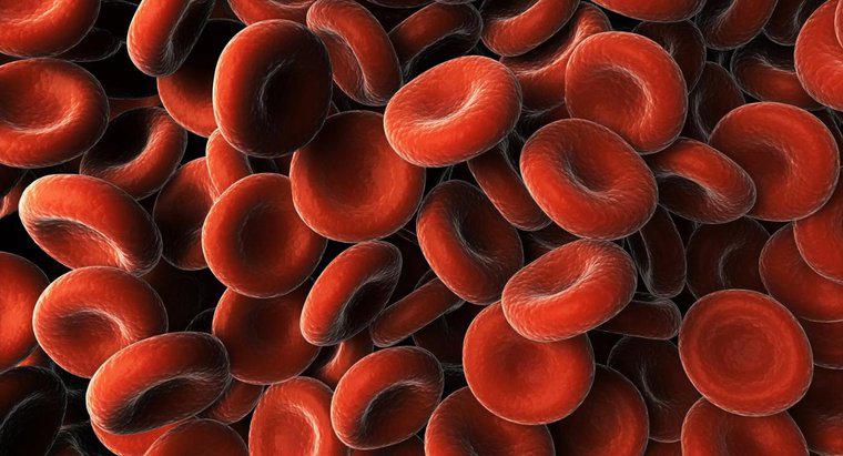 Quelles sont les causes des protéines dans le sang ?