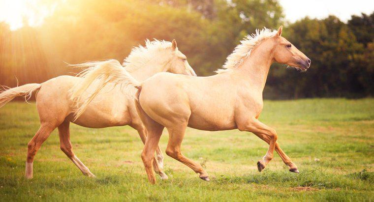 Jusqu'où un cheval peut-il courir ?