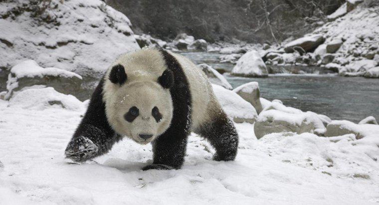 Les pandas hibernent-ils pendant l'hiver ?