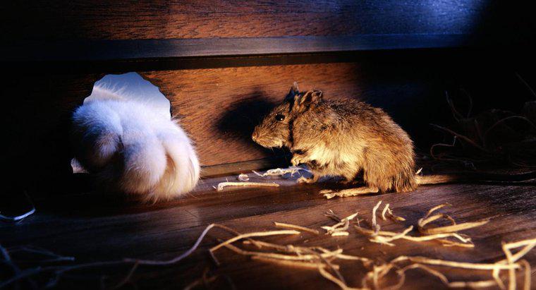 Comment les souris passent-elles à travers les petits trous ?