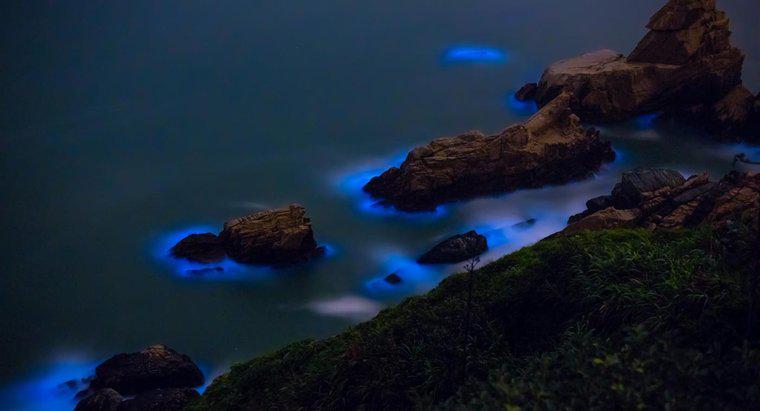 Qu'est-ce que les algues bioluminescentes?