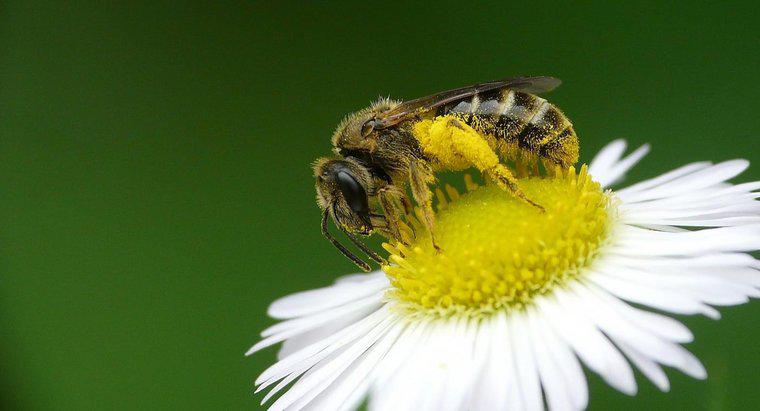 Quels sont les avantages pour la santé du pollen d'abeille?