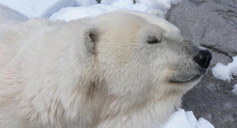 Pourquoi les ours polaires vivent-ils dans l'Arctique ?