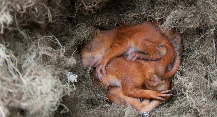 Les écureuils construisent-ils des nids dans les arbres ?