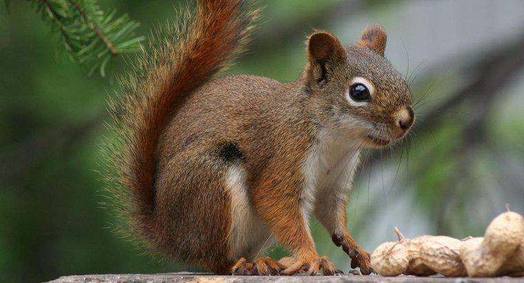 Pourquoi les écureuils roux sont-ils en danger ?