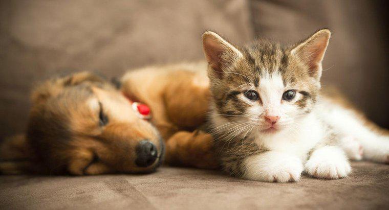 Un chaton et un chiot peuvent-ils devenir amis ?