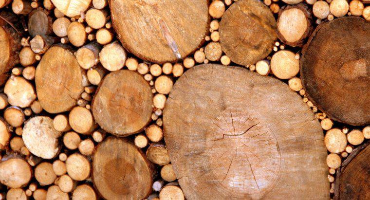 Comment se forme le bois ?
