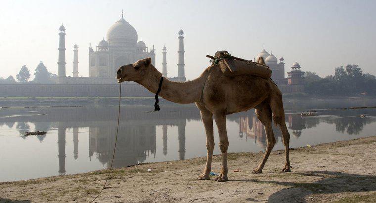 Combien de temps un chameau peut-il rester sans eau ?