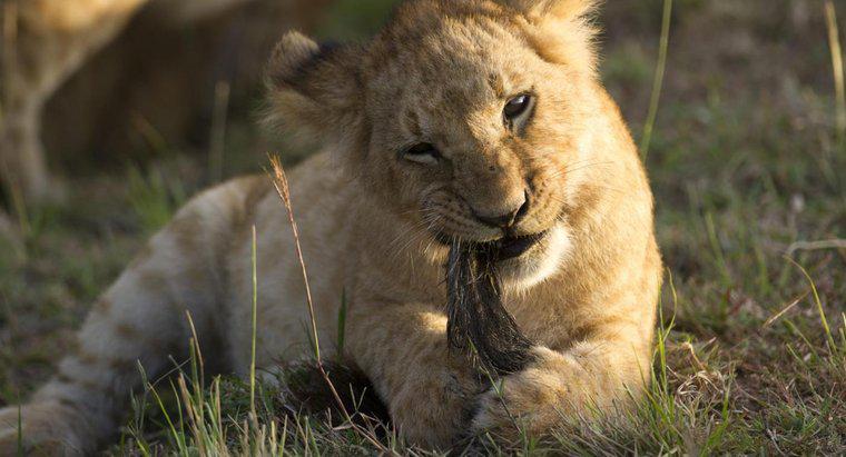 À quelle fréquence les Lions mangent-ils ?