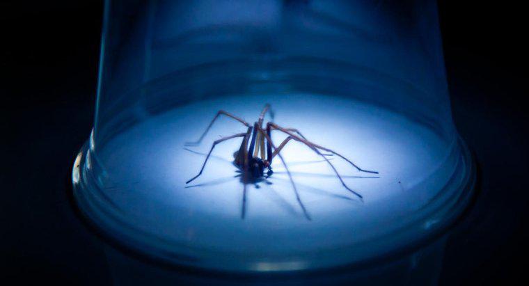 Une morsure d'araignée Hobo est-elle dangereuse ?