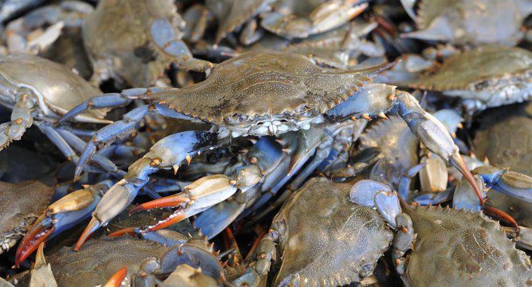 Quels animaux mangent des crabes bleus ?