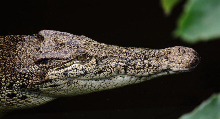Comment les crocodiles s'adaptent-ils à leur environnement ?