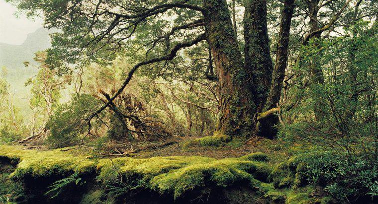 Quels sont certains des facteurs abiotiques dans la forêt tempérée ?