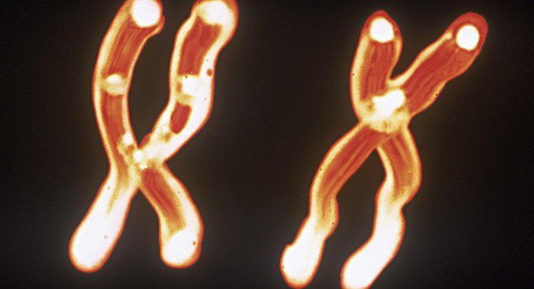Quelle est la relation entre les chromosomes, l'ADN et les gènes?