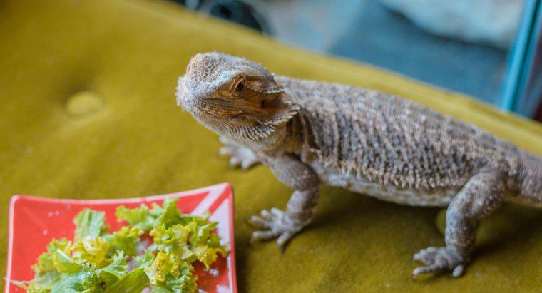 Les dragons barbus peuvent-ils manger du brocoli ?